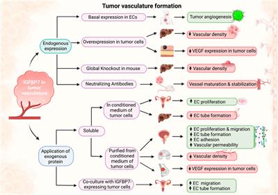 Insulin-like growth factor-binding protein 7 (IGFBP7): A microenvironment-dependent regulator of angiogenesis and vascular remodeling